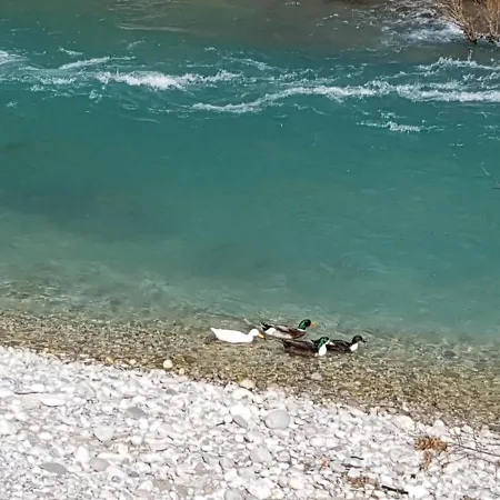 Dzajicaa Buk - Noahs Ark * Konjic