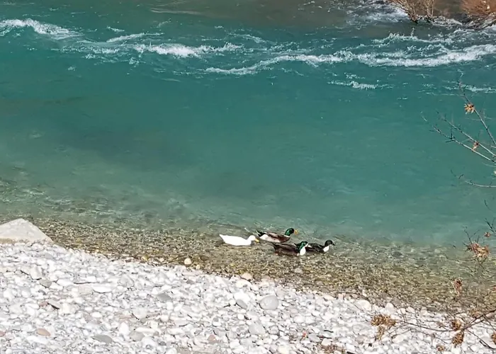 Dzajicaa Buk - Noahs Ark * Konjic